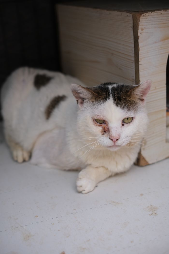 services-04 A distressed white cat with injuries rests beside a wooden shelter box.