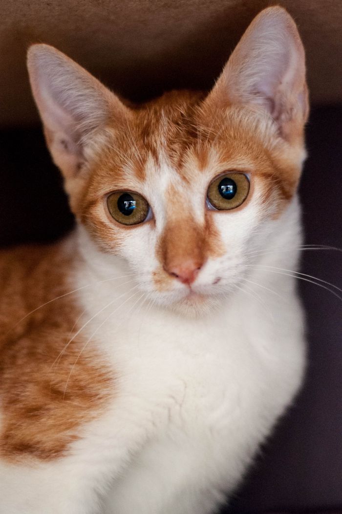 services-03 Close-up portrait of a curious ginger and white cat looking directly at the camera.