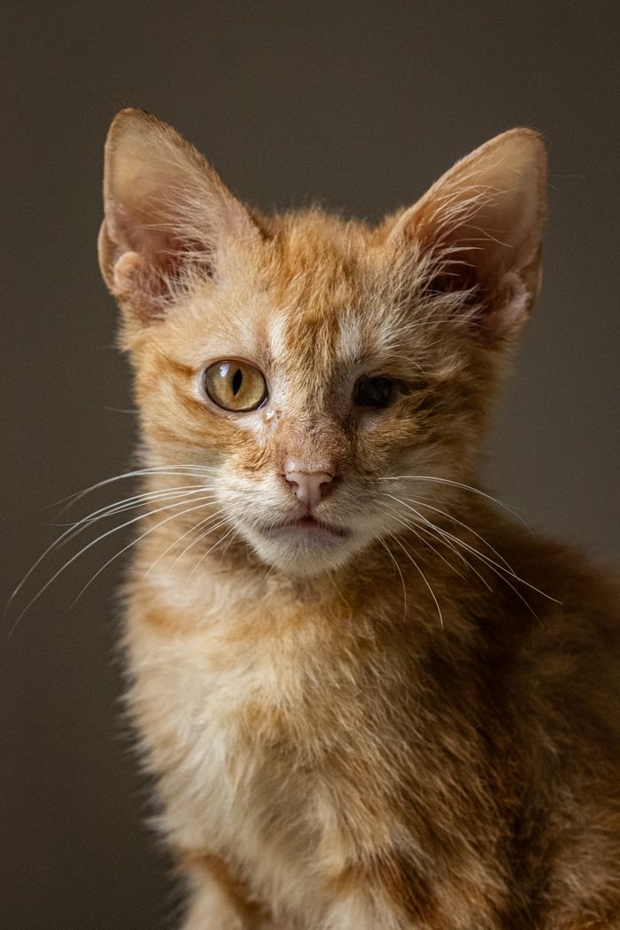 Close-up of an orange tabby kitten, reflecting curiosity and charm.