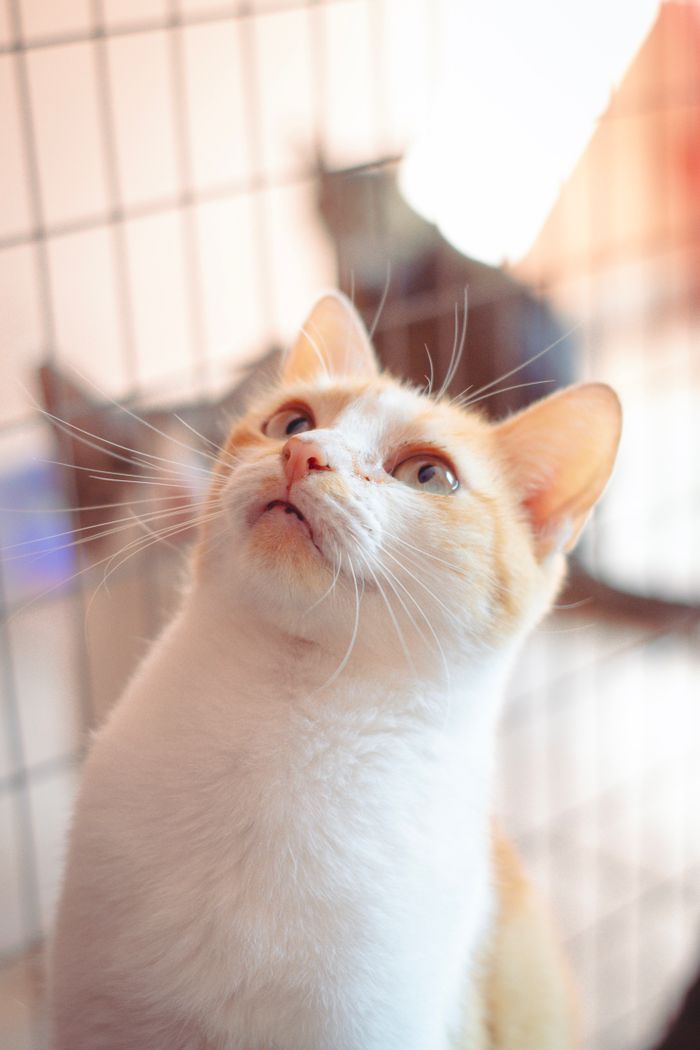 services-02 Charming ginger and white cat looking up inside a cage, symbolizing hope and adoption.